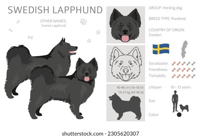 Swedish Lapphund coat colors, different poses clipart.  Vector illustration