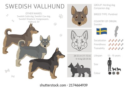 Swedish Vallhund coat colors, different poses clipart.  Vector illustration