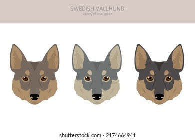 Swedish Vallhund coat colors, different poses clipart.  Vector illustration