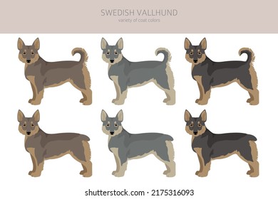 Swedish Vallhund coat colors, different poses clipart.  Vector illustration