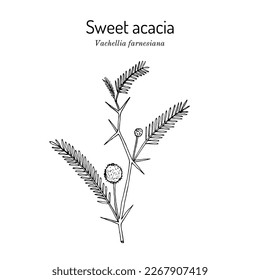 Sweet acacia or needle bush (Vachellia farnesiana), edible and medicinal plant. Hand drawn botanical vector illustration