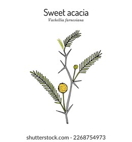 Sweet acacia or needle bush (Vachellia farnesiana), edible and medicinal plant. Hand drawn botanical vector illustration