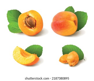 Sweet apricot set with leaves. Isolated vector illustration