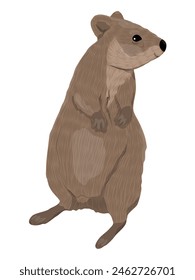 Sweet Australian Quokka. Realistic animal vector