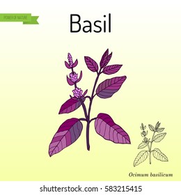Sweet basil, culinary and aromatic herb. Hand drawn botanical vector illustration