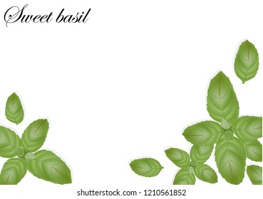 Sweet basil frame on white background. Good for banner, poster, greeting cards, ad. Vector illustration.