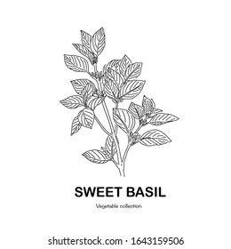 Sweet basil freehand drawing-vector illustration. Doodle style.
