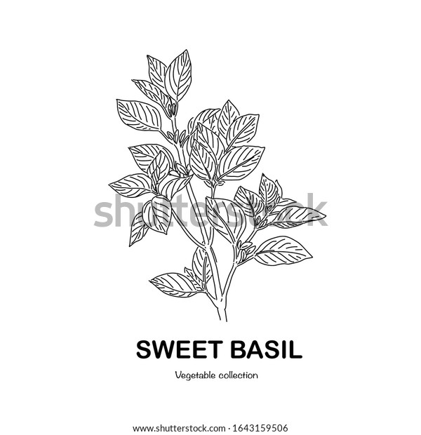 sweet basil drawing