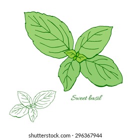 Sweet basil leaf. 
Hand drawn sketch. Vector illustration.