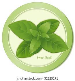 Sweet Basil. Popular aromatic, flavorful herb to season pasta, soups, meats, poultry, French Herbes de Provence, Mediterranean, Italian, Asian cooking. See more spices in this series. EPS8 compatible.