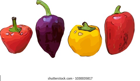 Sweet bell bulgarian pepper vegetable vector illustration background
