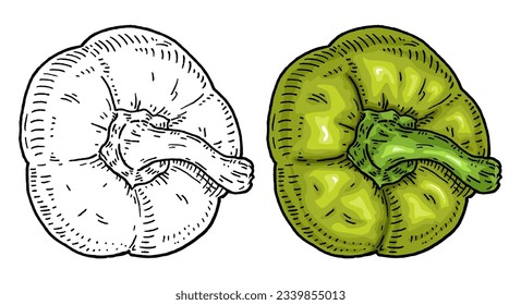 Sweet bell green pepper. Top view. Vintage engraving vector black illustration. Isolated on white background. Hand drawn design