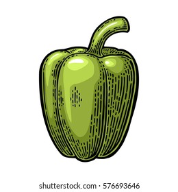 Sweet bell green pepper. Vector vintage engraved color illustration for menu, poster. Isolated on white background
