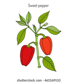 Sweet or bell pepper (Capsicum annuum). Hand drawn botanical vector illustration