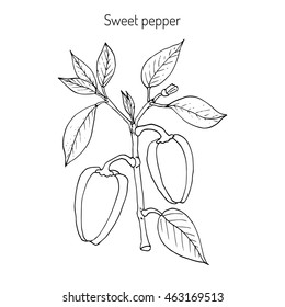 Sweet or bell pepper (Capsicum annuum). Hand drawn botanical vector illustration