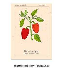 Sweet or bell pepper (Capsicum annuum). Hand drawn botanical vector illustration