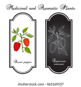 Sweet or bell pepper (Capsicum annuum). Hand drawn botanical vector illustration