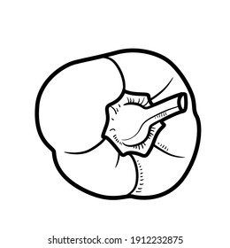 Sweet bell pepper on the side linear drawing on white background