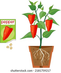 Plantas de pimiento dulce con frutos rojos, hojas verdes, sistema de raíz en maceta de flores y sobre abierto con semillas aisladas en fondo blanco