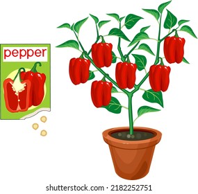 Plantas de pimiento dulce con frutos rojos, hojas verdes en maceta de flores y sobre abierto con semillas aisladas en fondo blanco