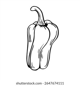 Sweet bell pepper vector line art black ink sketch. Paprika or Bulgarian pepper graphic illustration. Garden vegetable ingredient for food packaging, recipe books, healthy eating campaigns.