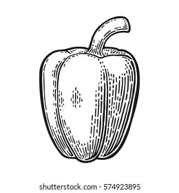 Sweet bell pepper. Vector vintage engraved illustration for menu, poster, web. Isolated on white background
