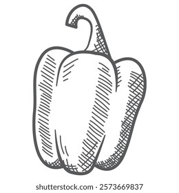 Sweet bell pepper.Pepper paprika.Ripe harvest.Isolated on white background.Hand drawn vegetables vector illustration realistic sketch.