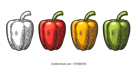 Sweet bell red, green, yellow pepper. Vector vintage color and black engraved illustration for menu, poster, label. Isolated on white background