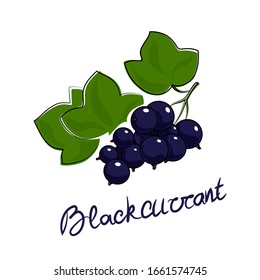 Sweet berry blackcurrant and text Blackcurrant , fruit isolated on white, vector illustration