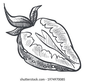 Sweet berry cut in half, isolated strawberry with leaf monochrome sketch outline. Freshness and organic, healthy food and eating, exotic production in shop, store or market. Vector in flat style