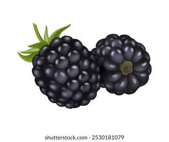 Frambuesas negras dulces, fresas o moras. Vector de bayas maduras realistas, fruta de verano. Ingrediente para cocina vegetariana, vegana, dieta. Icono para el embalaje, jugo o cóctel, frutas de verano