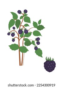 Sweet blackberries bushes flat icon Agriculture and gardening. Vector illustration