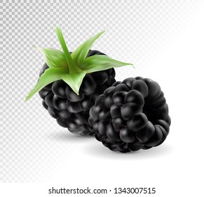 Sweet blackberries on the transprent background. Vector realistic blackberry, bramble, dewberry, 3d illustration