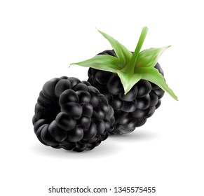 Sweet blackberries on the white background. Realistic vector, 3d illustration