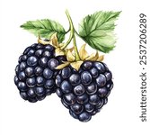 sweet blackberry watercolor clipart illustration