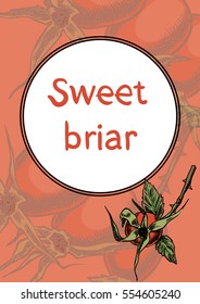 Sweet briar on the branches card