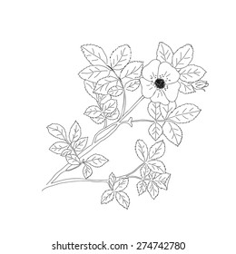 Sweet briar or Rosa rubiginosa or Eglantine Rose. Vector illustration 