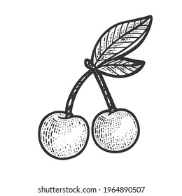 sweet cherry berry sketch engraving vector illustration. T-shirt apparel print design. Scratch board imitation. Black and white hand drawn image.