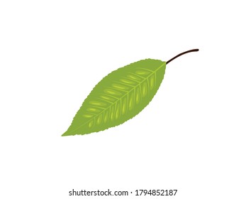 SWeet Cherry Leaf Botanical Vector Illustration