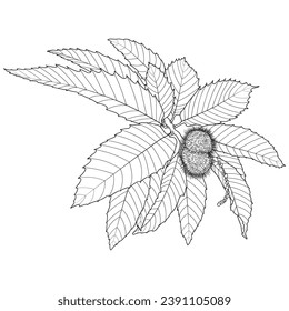 Sweet chestnut, botanical vector illustration. Spanish chestnut or Castanea sativa leaves and fruit outlines, coloring book page. svg