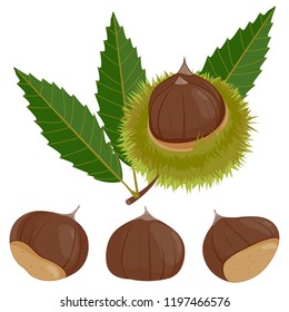 Sweet chestnut plant and fruit. Vector illustration