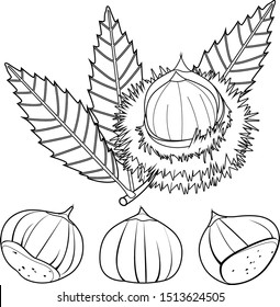 Sweet chestnut plant and fruit. Vector black and white coloring page.