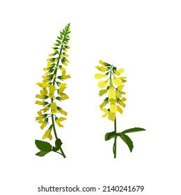 Sweet clover or sweet clover flowers on a white isolated background. Botanical illustration. Medicinal wild herb.