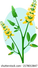 Sweet clover is a medicinal plant. Bees collect honey from the clover. Melilot with bees