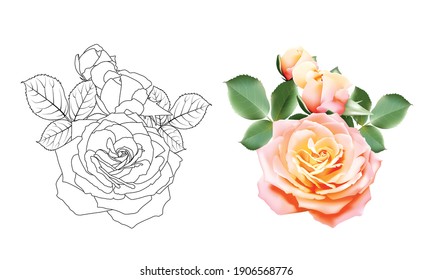 Sweet color rose bouquet and black and white roses outlines. Set of flower roses on white background. Vector illustration