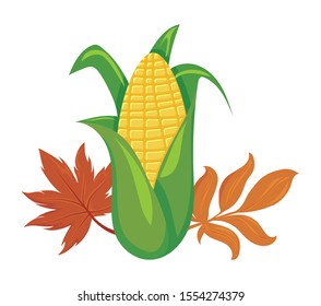 sweet corn with autumn leaves on white background vector illustration design