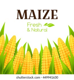 Sweet corn banner. Vector background with maize cobs. Decorative border for package design.