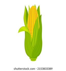 Sweet corn cob isolated on white background. Ripe fruit with leaves in cartoon style.