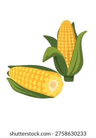 sweet corn cob with kernels close up detailed view