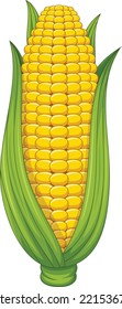 Sweet corn cob on white background